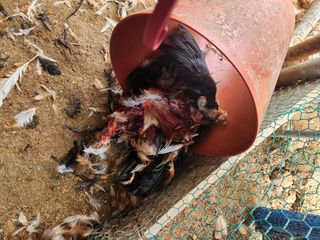 채옥이님의 자유주제 · 자유게시판 작성글 사진