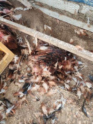 채옥이님의 자유주제 · 자유게시판 작성글 사진