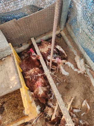 채옥이님의 자유주제 · 자유게시판 작성글 사진