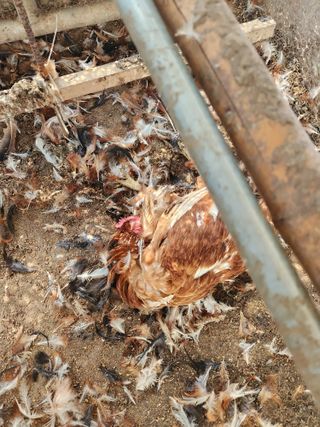 채옥이님의 자유주제 · 자유게시판 작성글 사진