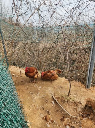 채옥이님의 자유주제 · 자유게시판 작성글 사진