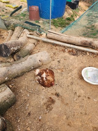 채옥이님의 자유주제 · 자유게시판 작성글 사진