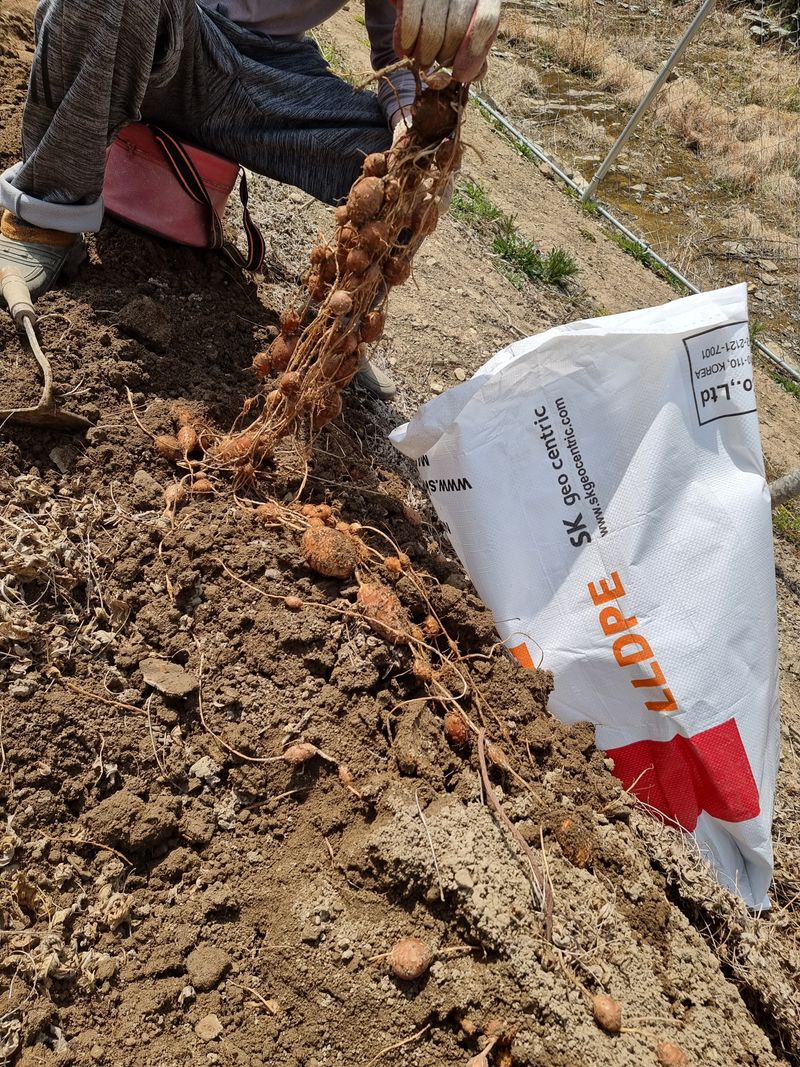 김석중님의 장터 판매 상품 [인디언감자(아피오스)] 첨부 사진