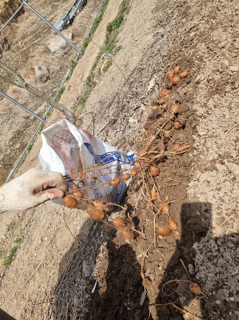 김석중님의 장터 판매 상품 [인디언감자(아피오스)] 첨부 사진