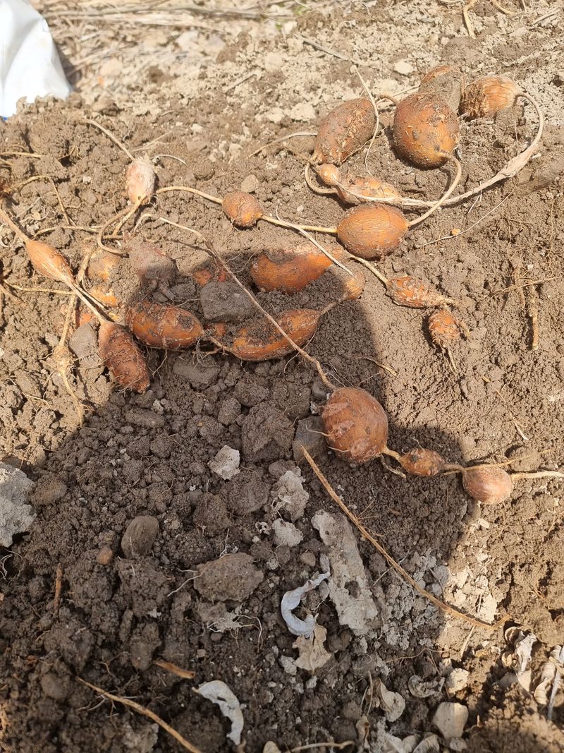 김석중님의 장터 판매 상품 [인디언감자(아피오스)] 첨부 사진