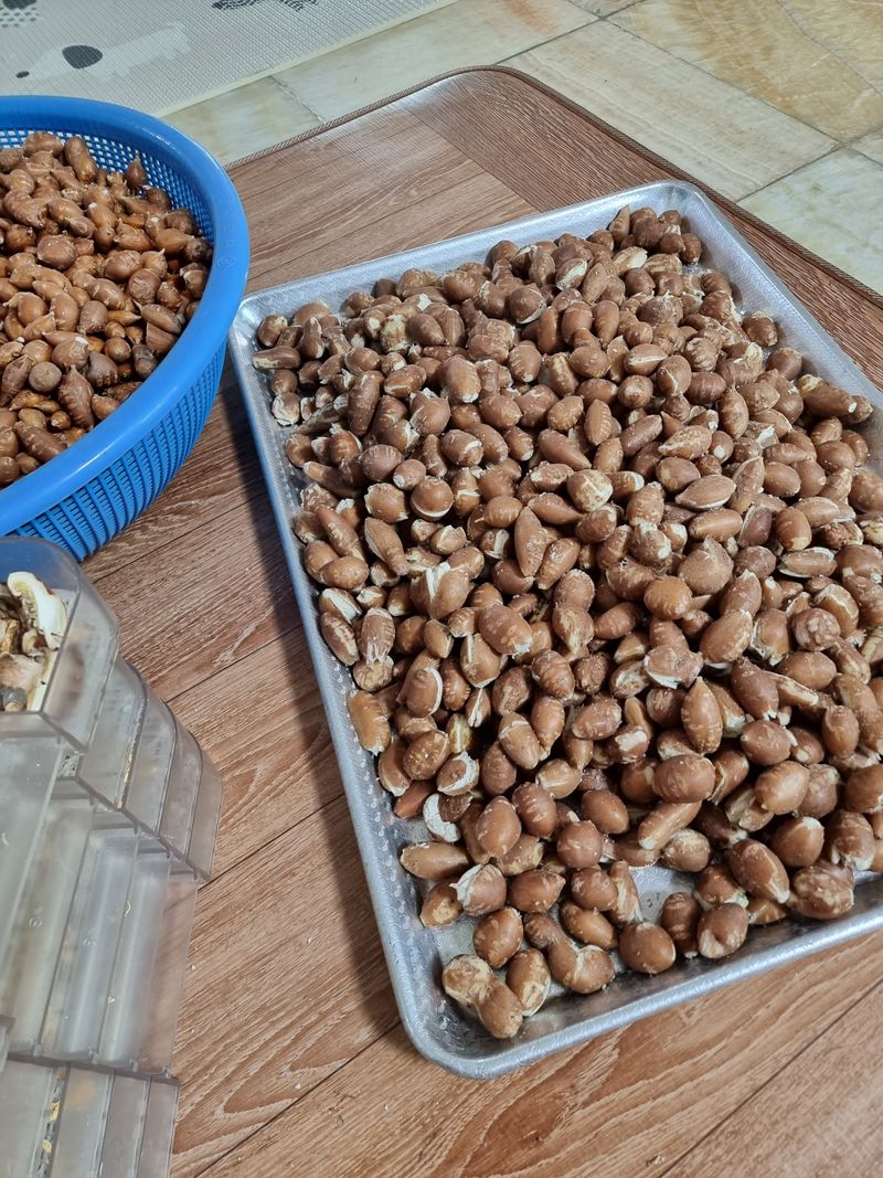 김석중님의 장터 판매 상품 [인디언감자(아피오스)] 첨부 사진