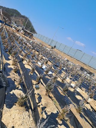 김용갑님의 자유주제 · 사진전 작성글 사진