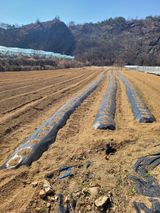 팜모닝 감자·영농일지 게시글 이미지