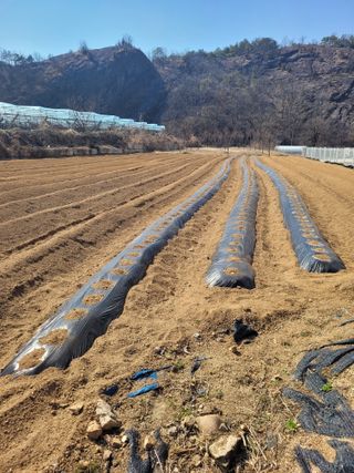 양해영님의 감자 · 영농일지 작성글 사진