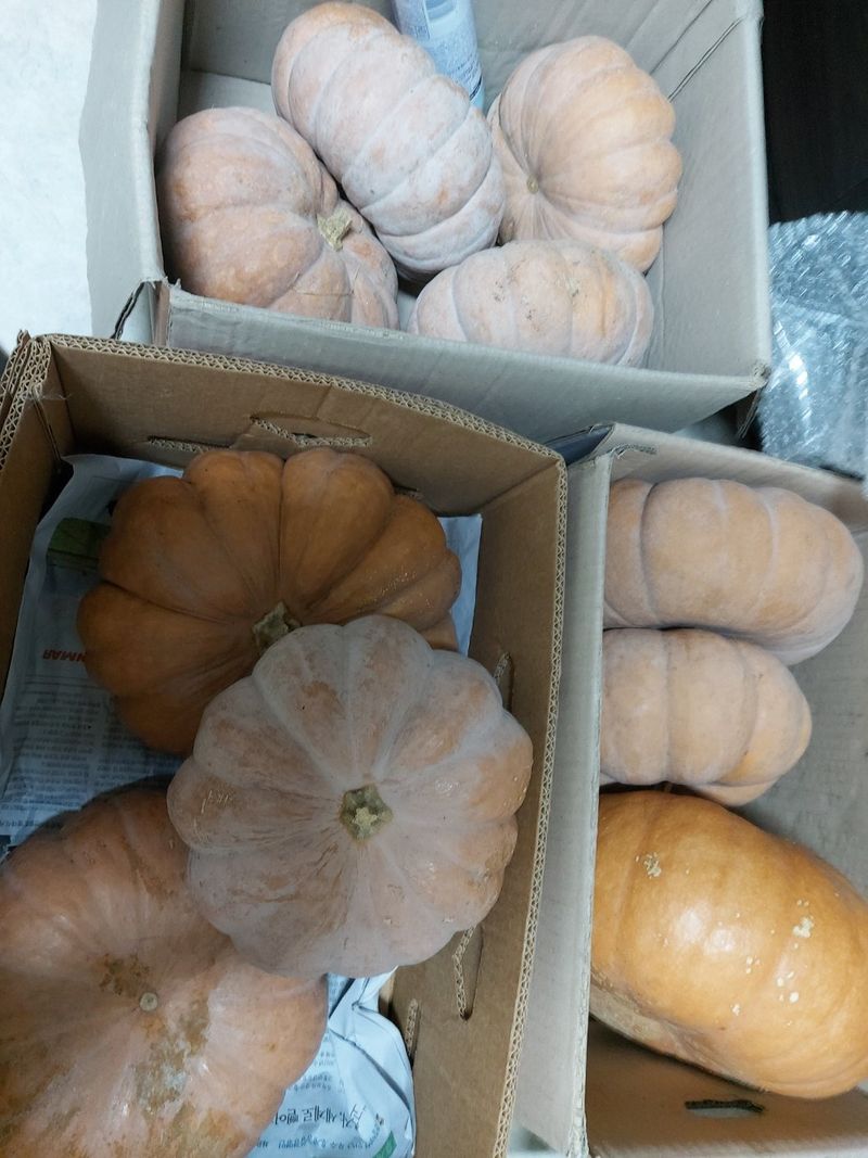 장터 상품 [멧돌호박15단호박30] 썸네일