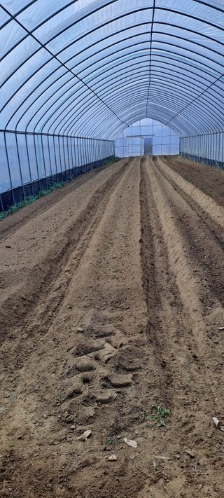 용호님의 파 · 영농일지 작성글 사진