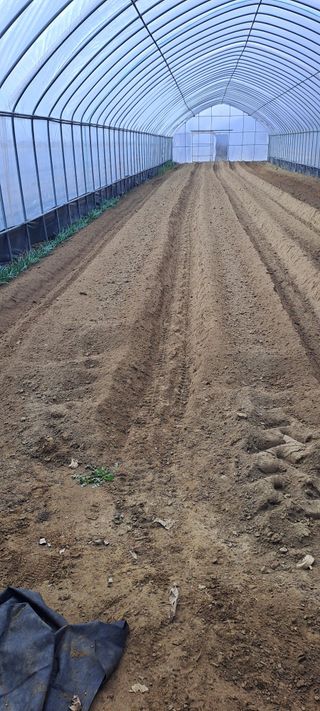 용호님의 파 · 영농일지 작성글 사진