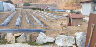 이종록님의 감자 · 자유게시판 작성글 사진