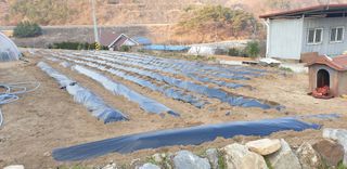 이종록님의 감자 · 자유게시판 작성글 사진