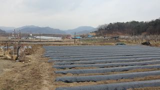 이춘기님의 감자 · 영농일지 작성글 사진