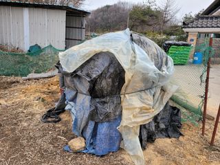 땅땅님의 고구마 · 자유게시판 작성글 사진