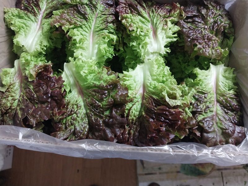 고두윤님의 장터 판매 상품 [청상추.꽃상추2kg.4kg] 첨부 사진