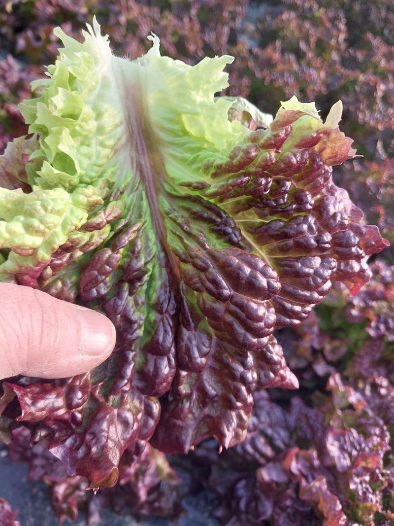 고두윤님의 장터 판매 상품 [청상추.꽃상추2kg.4kg] 첨부 사진