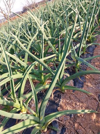 정양면 님의 마늘 · 영농일지 작성글 사진