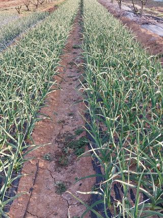 정양면 님의 마늘 · 영농일지 작성글 사진