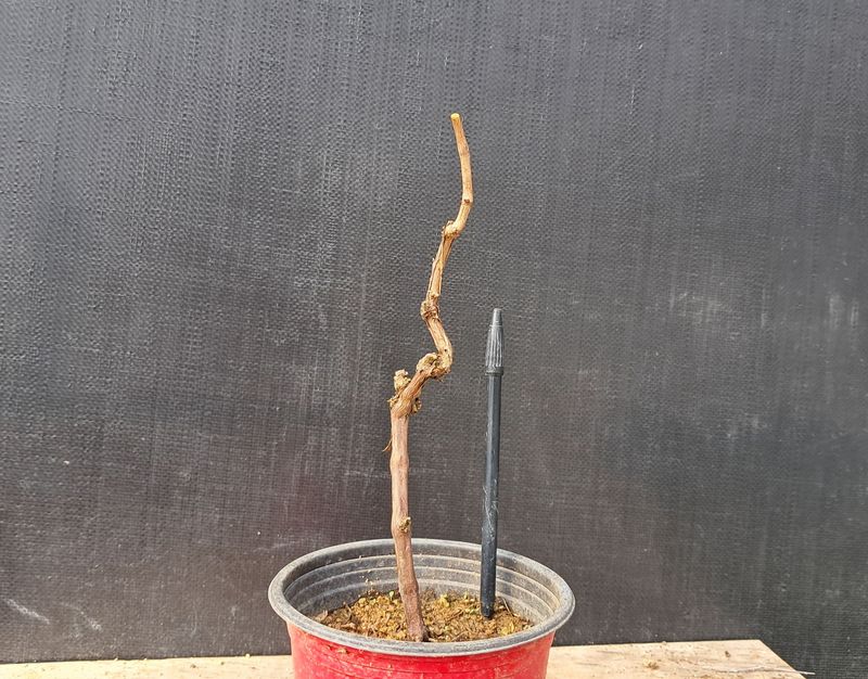 이정운님의 장터 판매 상품 [왕머루나무] 첨부 사진