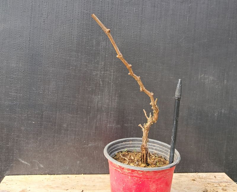 이정운님의 장터 판매 상품 [왕머루나무] 첨부 사진