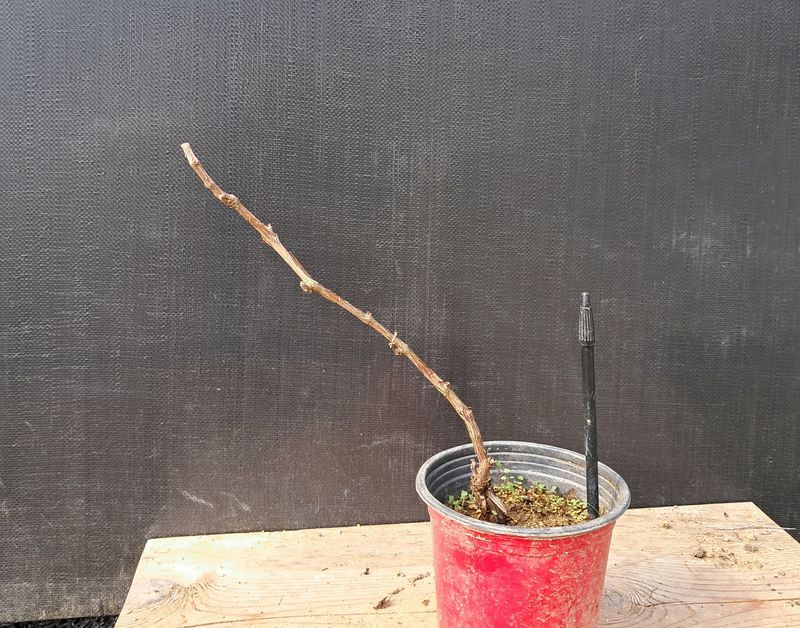 이정운님의 장터 판매 상품 [왕머루나무] 첨부 사진