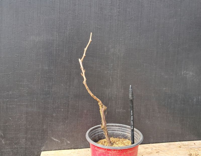 이정운님의 장터 판매 상품 [왕머루나무] 첨부 사진