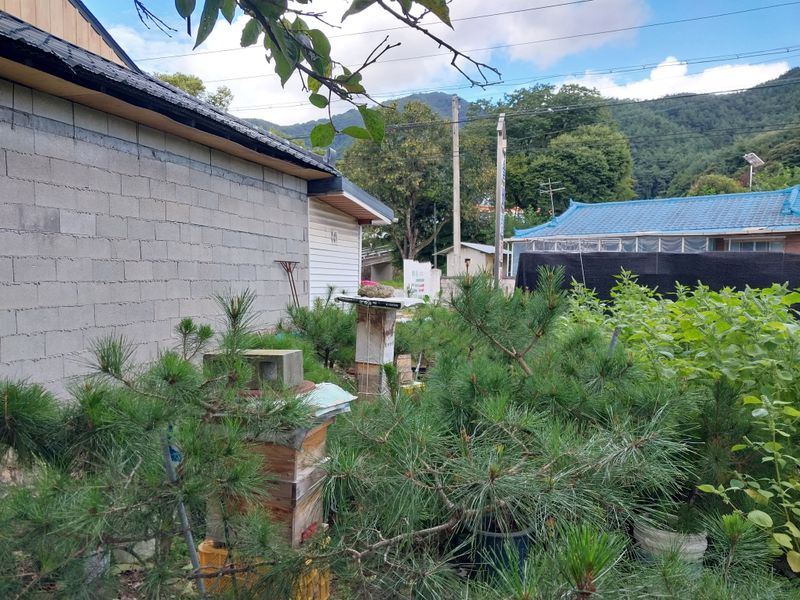 오석한님의 장터 판매 상품 [토종꿀 2.4kg(한되)] 첨부 사진