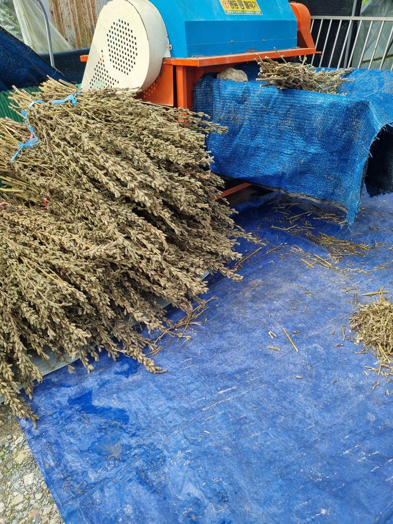 장터 상품 [콩탈곡기(판매완료)] 썸네일