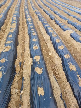 오영님의 감자 · 자유게시판 작성글 사진