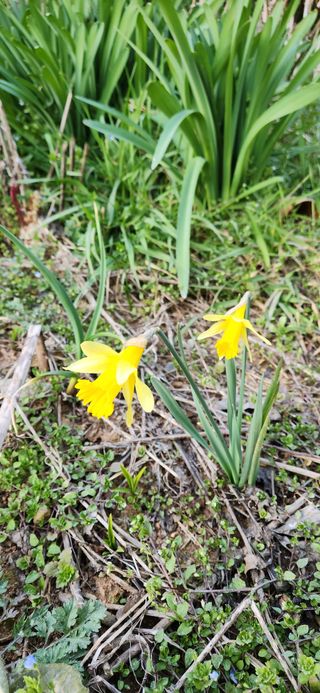 품질좋은농산물생산님의 고추 · 영농일지 작성글 사진