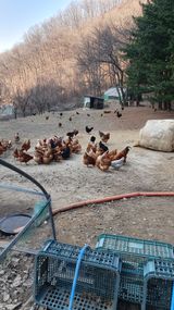 팜모닝 자유주제·자유게시판 게시글 이미지