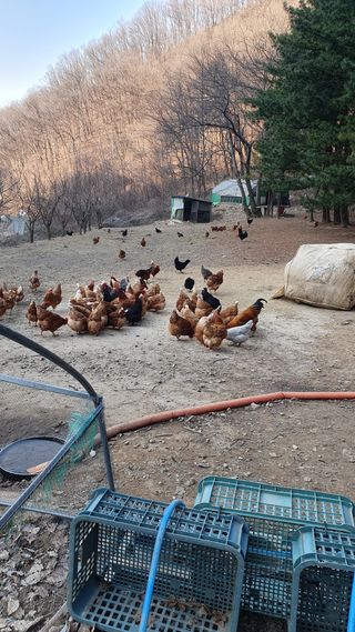 강병도님의 자유주제 · 자유게시판 작성글 사진