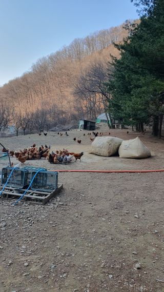강병도님의 자유주제 · 자유게시판 작성글 사진