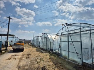 김동수님의 고구마 · 자유게시판 작성글 사진