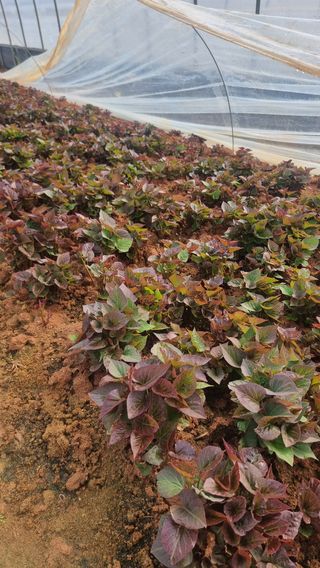 김동수님의 고구마 · 자유게시판 작성글 사진