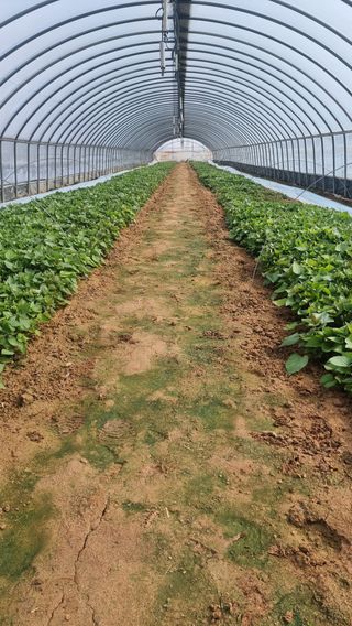 김동수님의 고구마 · 자유게시판 작성글 사진