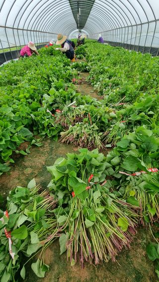 김동수님의 고구마 · 자유게시판 작성글 사진