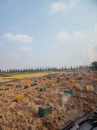 김동수님의 고구마 · 자유게시판 작성글 사진