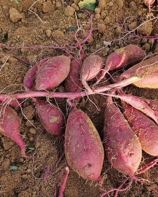 김동수님의 고구마 · 자유게시판 작성글 사진