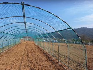 양성근님의 토마토 · 영농일지 작성글 사진