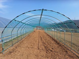 양성근님의 토마토 · 영농일지 작성글 사진