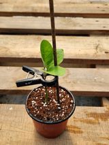 팜모닝 기타작물·영농일지 게시글 이미지