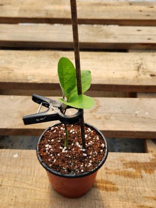 알 수 없음님의 기타작물 · 영농일지 작성글 사진