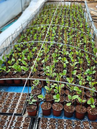 알 수 없음님의 기타작물 · 영농일지 작성글 사진