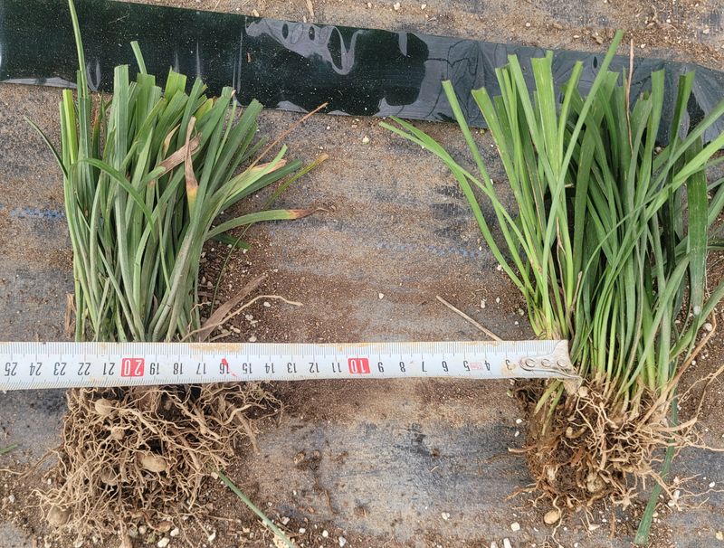 이은호님의 장터 판매 상품 [맥문동 모종(구근)판매] 첨부 사진