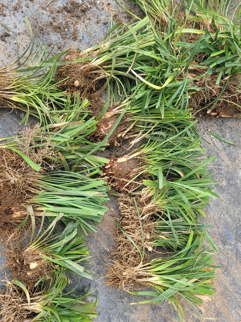 이은호님의 장터 판매 상품 [맥문동 모종(구근)판매] 첨부 사진