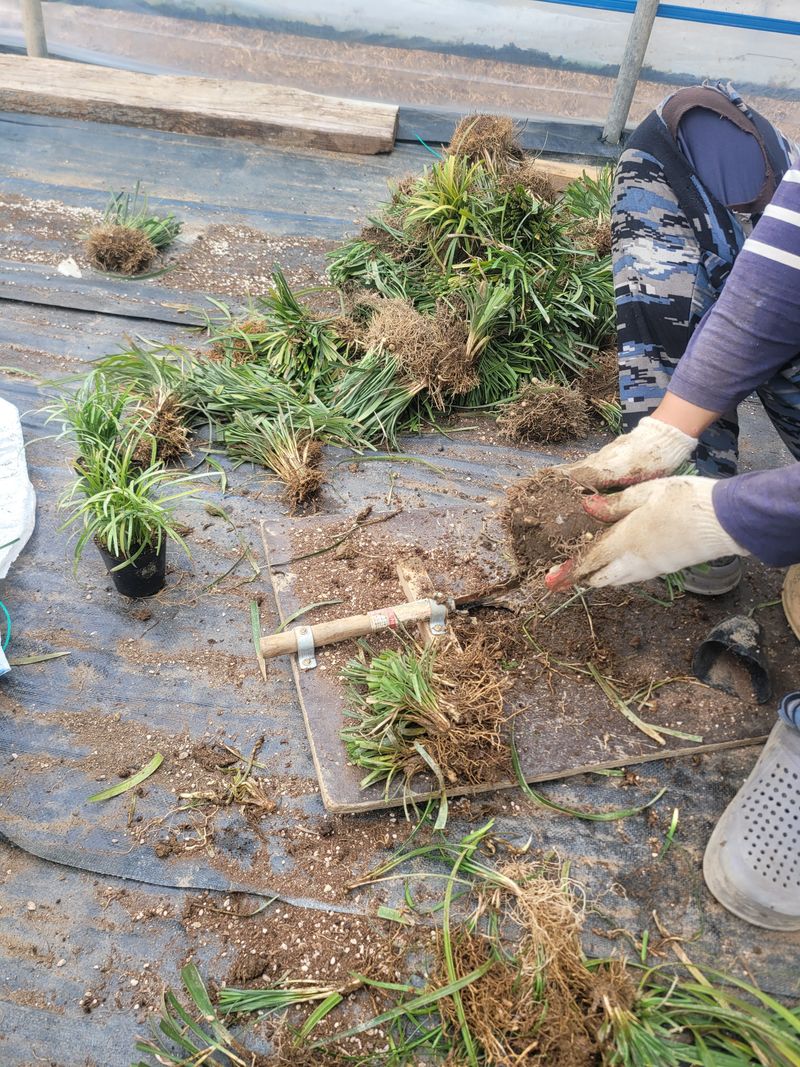 이은호님의 장터 판매 상품 [맥문동 모종(구근)판매] 첨부 사진