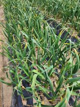 팜모닝 마늘·병해충상담 게시글 이미지